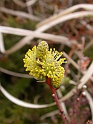 Creeping willow flowers - A